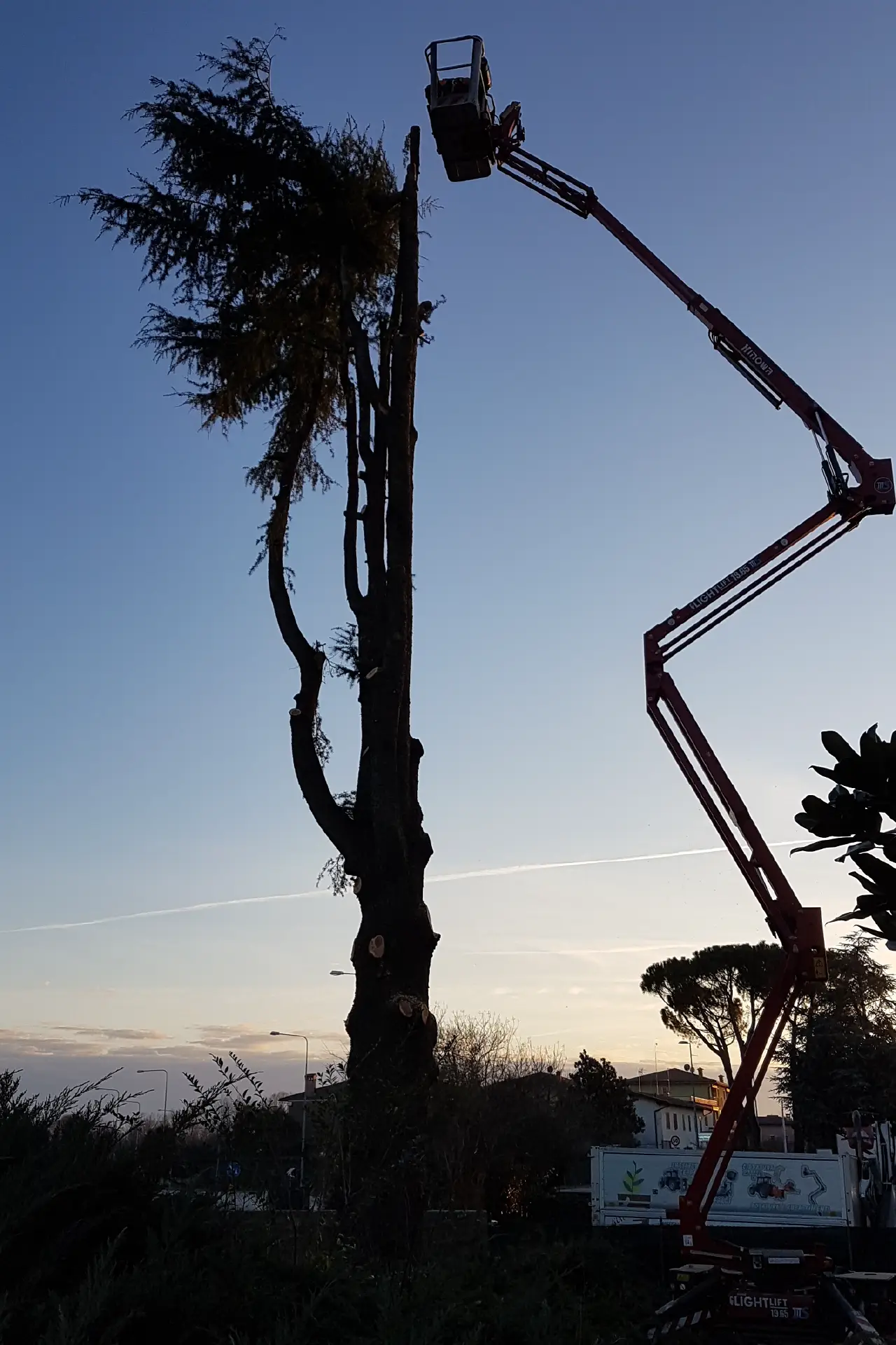 abbattimento alberi udine