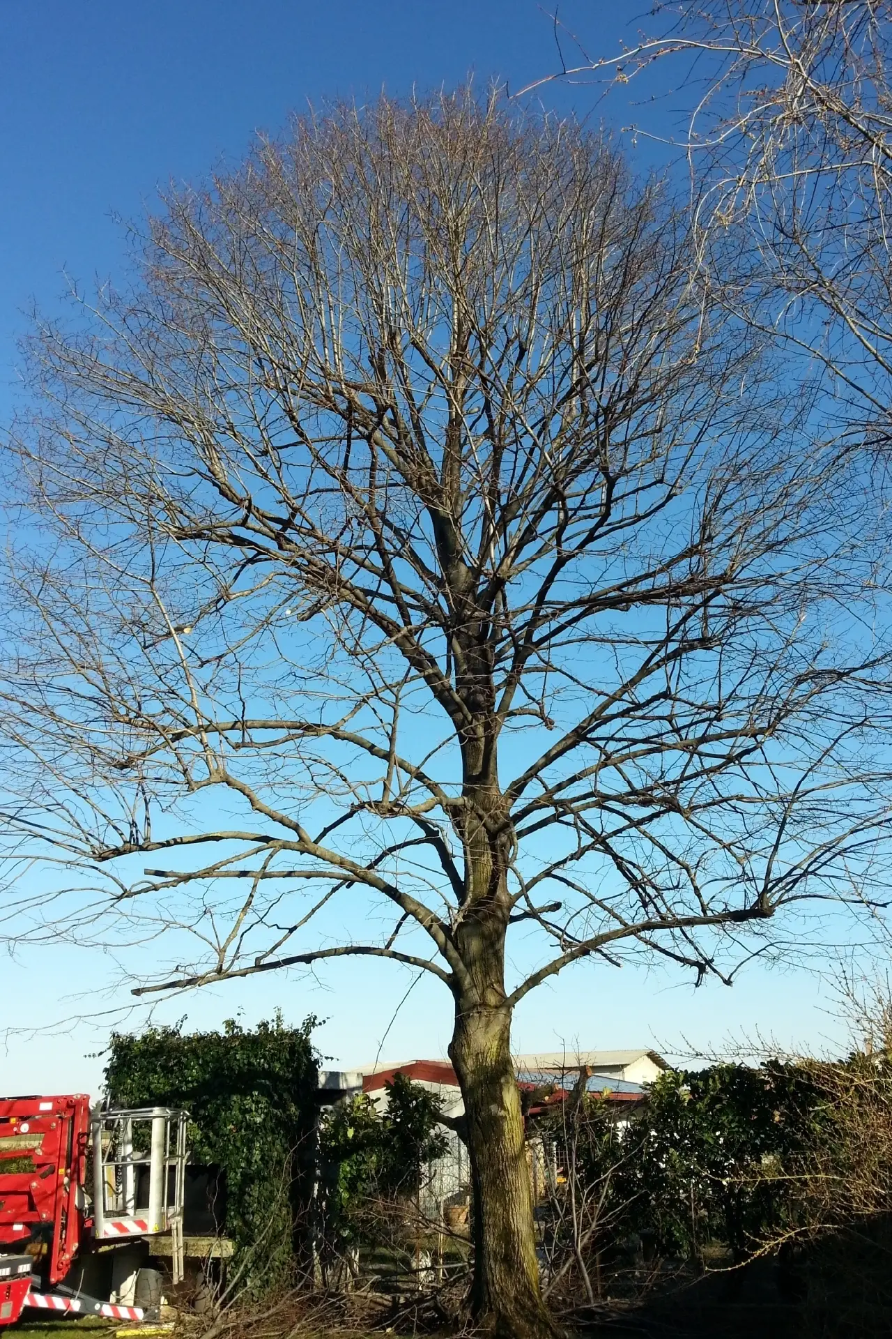 abbattimento alberi udine