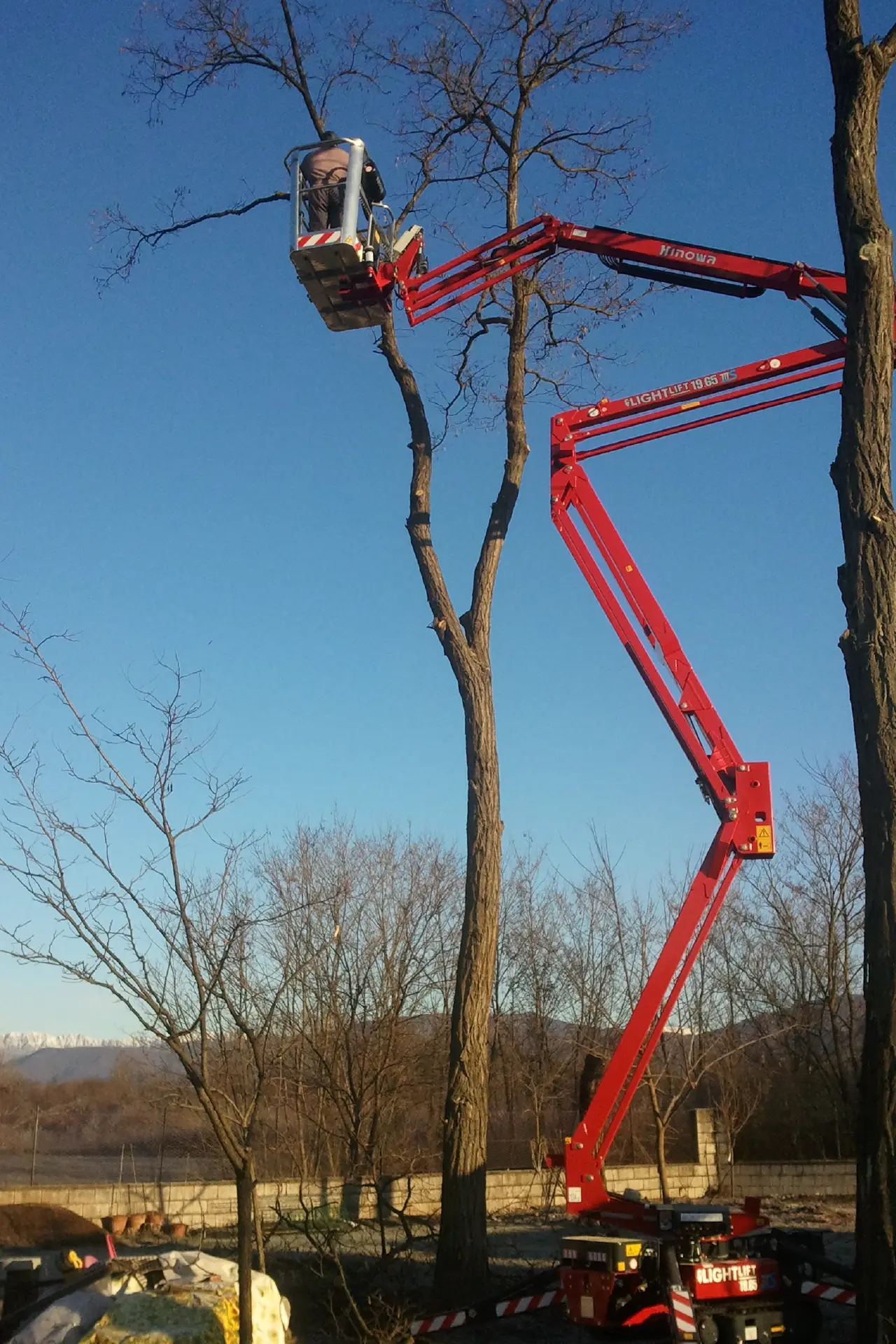 abbattimento alberi udine