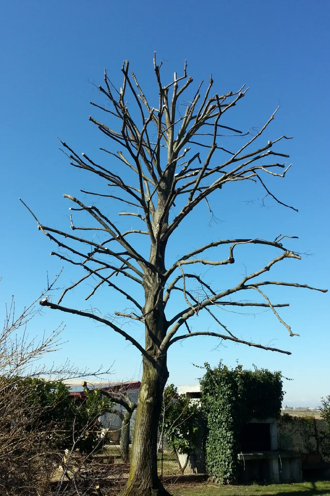 abbattimento alberi udine